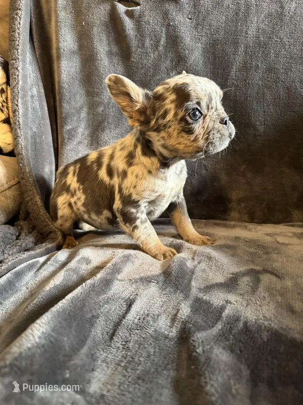 Male 3 – French Bulldog puppy for sale in Thayer, MO