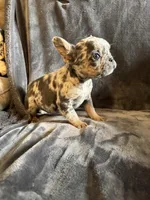 Male 3, a male French Bulldog for sale in Thayer, MO – Photo 1 of 8