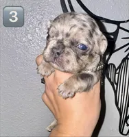 Male 3, a male French Bulldog for sale in Thayer, MO – Photo 3 of 5