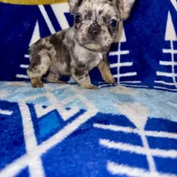 Male 3, a male French Bulldog for sale in Thayer, MO – Photo 5 of 8