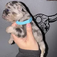 Male 3, a male French Bulldog for sale in Thayer, MO – Photo 6 of 8