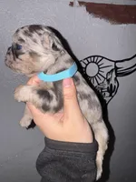 Male 3, a male French Bulldog for sale in Thayer, MO – Photo 1 of 5