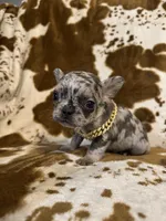 Male 3, a male French Bulldog for sale in Thayer, MO – Photo 8 of 8