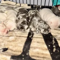 Male 3, a male French Bulldog for sale in Thayer, MO – Photo 7 of 8