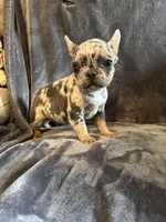 Male 3, a male French Bulldog for sale in Thayer, MO – Photo 2 of 8