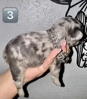 Male 3, a male French Bulldog for sale in Thayer, MO – Photo 4 of 5