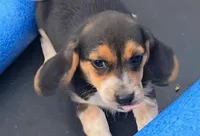 Maxine, a female Beagle for sale in Thayer, MO – Photo 3 of 6