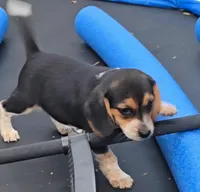 Maxine, a female Beagle for sale in Thayer, MO – Photo 2 of 6