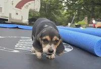 Maxine, a female Beagle for sale in Thayer, MO – Photo 4 of 6