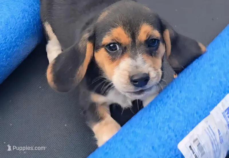 Maxine – Beagle puppy for sale in Thayer, MO