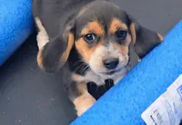 Maxine, a female Beagle for sale in Thayer, MO – Photo 1 of 6