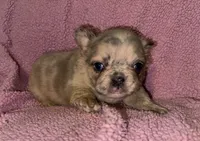 🩷Delilah AKC , a female French Bulldog for sale in Thayer, MO – 4 of 5