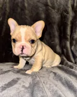 Cream Male, a male French Bulldog for sale in Thayer, MO – Photo 2 of 6