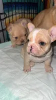 Cream Male, a male French Bulldog for sale in Thayer, MO – Photo 4 of 4