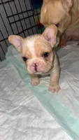 Cream Male, a male French Bulldog for sale in Thayer, MO – Photo 3 of 4