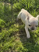 Female ❤️, a female French Bulldog for sale in Thayer, MO – Photo 3 of 9