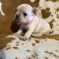 Female ❤️, a female French Bulldog for sale in Thayer, MO – Photo 5 of 9