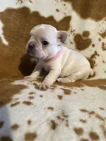 Female ❤️, a female French Bulldog for sale in Thayer, MO – Photo 2 of 5