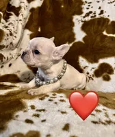 Female ❤️, a female French Bulldog for sale in Thayer, MO – Photo 9 of 9