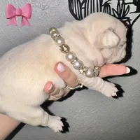 Female ❤️, a female French Bulldog for sale in Thayer, MO – Photo 7 of 9