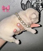 Female ❤️, a female French Bulldog for sale in Thayer, MO – Photo 4 of 5