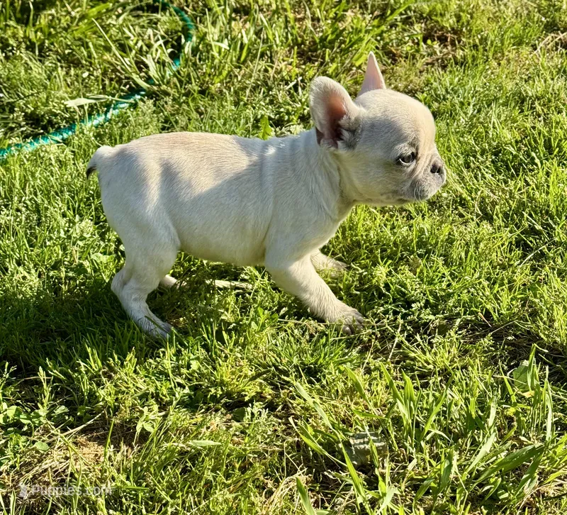 Female ❤️ – French Bulldog puppy for sale in Thayer, MO