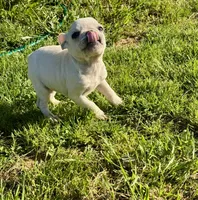Female ❤️, a female French Bulldog for sale in Thayer, MO – Photo 2 of 9