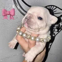 Female ❤️, a female French Bulldog for sale in Thayer, MO – Photo 6 of 9