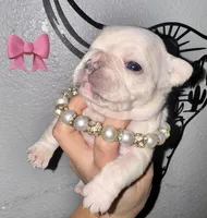 Female ❤️, a female French Bulldog for sale in Thayer, MO – Photo 3 of 5