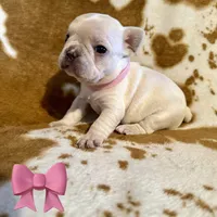 Female ❤️, a female French Bulldog for sale in Thayer, MO – Photo 4 of 9