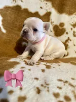 Female ❤️, a female French Bulldog for sale in Thayer, MO – Photo 1 of 5