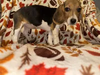 Beagle female, a female Beagle for sale in Thayer, MO – 2 of 3