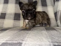 Canyon , a male French Bulldog for sale in Thayer, MO – 2 of 3
