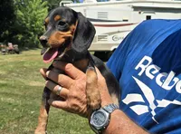 Backwoods Female, a female Beagle for sale in Thayer, MO – 3 of 4