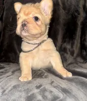 Fluffy Male, a male French Bulldog for sale in Thayer, MO – 1 of 5