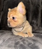 Fluffy Male, a male French Bulldog for sale in Thayer, MO – 2 of 5