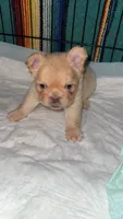 Fluffy Male, a male French Bulldog for sale in Thayer, MO – Photo 2 of 3