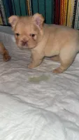 Fluffy Male, a male French Bulldog for sale in Thayer, MO – Photo 3 of 3