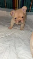 Fluffy Male, a male French Bulldog for sale in Thayer, MO – Photo 1 of 3