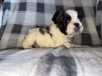 Classy, a female French Bulldog for sale in Thayer, MO – 2 of 3