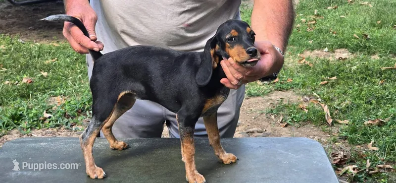 Backwoods Female – Beagle puppy for sale in Thayer, MO