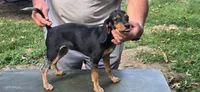 Backwoods Female, a female Beagle for sale in Thayer, MO – 1 of 3