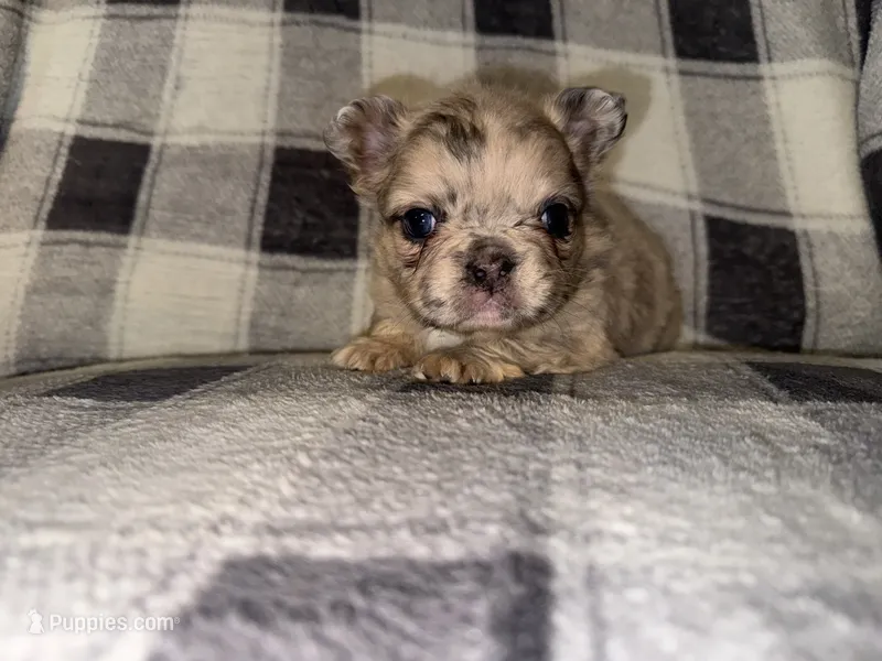 Delilah – French Bulldog puppy for sale in Thayer, MO
