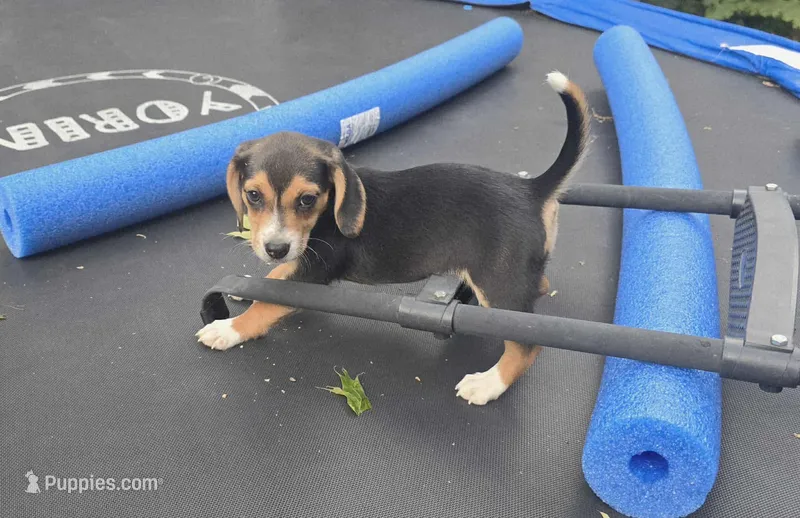 Annie – Beagle puppy for sale in Thayer, MO