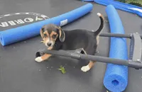 Annie, a female Beagle for sale in Thayer, MO – Photo 1 of 6