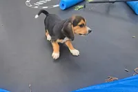 Annie, a female Beagle for sale in Thayer, MO – Photo 3 of 6