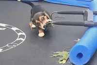 Annie, a female Beagle for sale in Thayer, MO – Photo 2 of 6