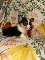 Malibu, a female Pembroke Welsh Corgi for sale in Thayer, MO – 2 of 4