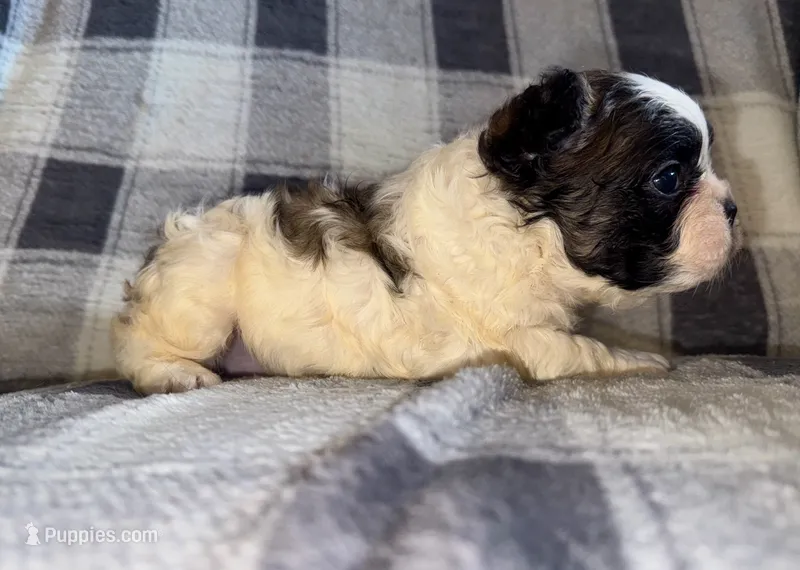 Classy – French Bulldog puppy for sale in Thayer, MO