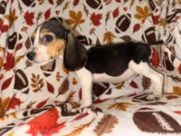 Tri MALE beagle, a male Beagle for sale in Thayer, MO – 3 of 3